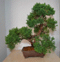 juniperus5